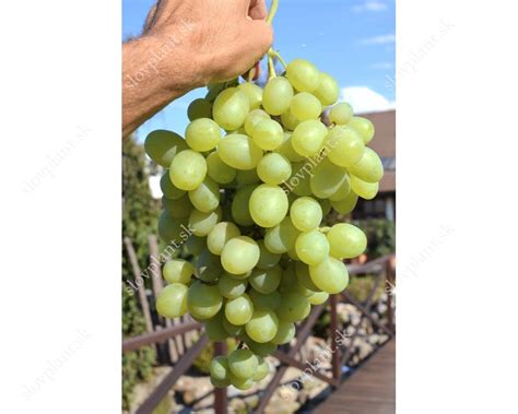 Detail bobúľ hrozna Talizman Ovalnyj