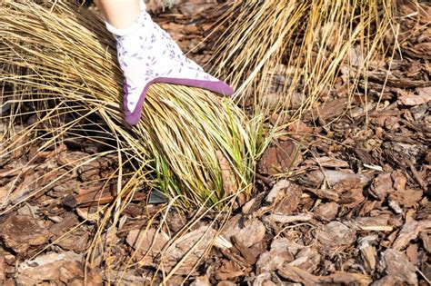 Detailný záber na koreňový systém svokrinho jazyka v priepustnej pôde