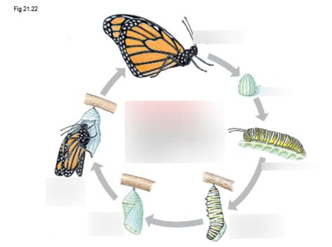 Diagram zobrazujúci cyklus 