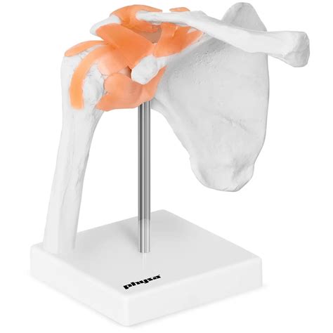 Anatomické zobrazenie čeľustného kĺbu