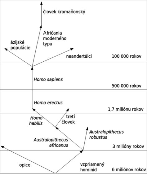 Ilustrácia porovnávajúca čeľuste pravekého človeka a moderného človeka