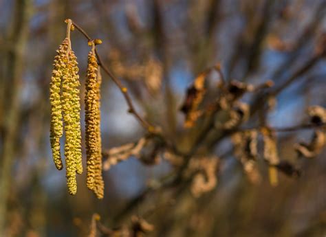 Rozkvitnutá breza na jar