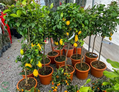 Citrónovník na slnečnom balkóne