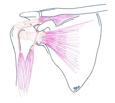 Ilustrácia cvikov na posilnenie rotátorovej manžety