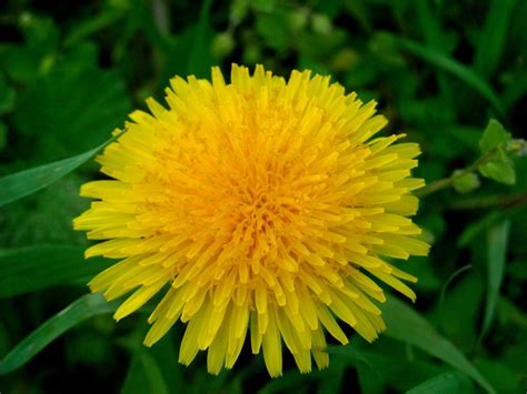 Púpava kvety v lúke