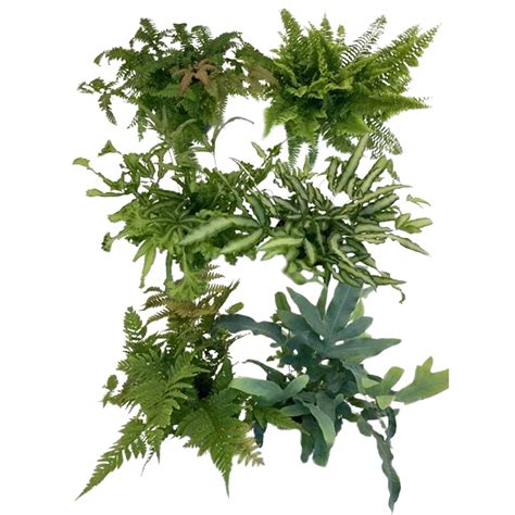 Rôzne druhy amuletov a talizmanov