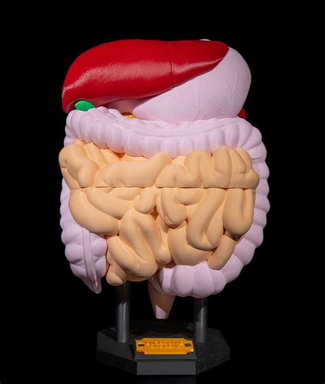 Infografika zobrazujúca tráviaci systém a potenciálne účinky citrínu