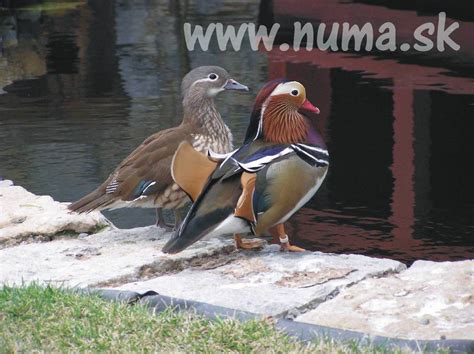 Symbol mandarínskych kačíc