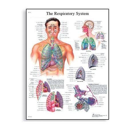 Ilustrácia ľudského respiračného systému