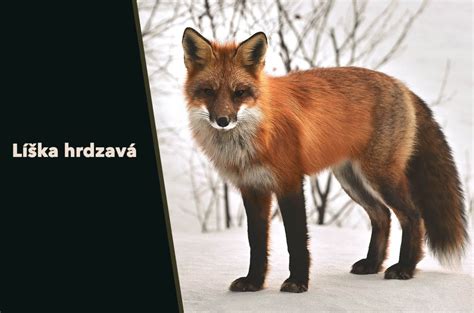 Líška