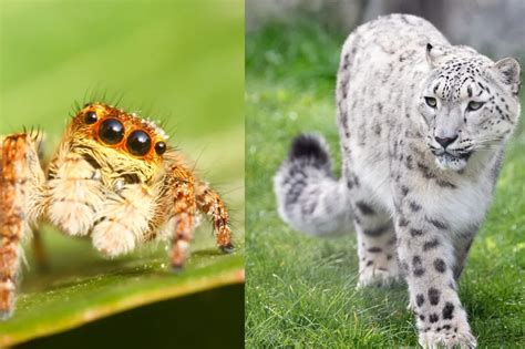 Zvieratá v Artemidinom lesnom kráľovstve