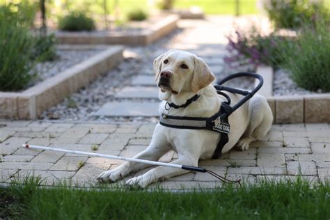 Pes pomáha priateľovi