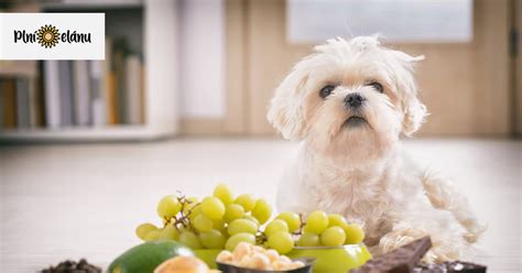 Pes v domácom prostredí