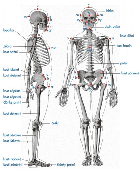 Diagram ľudskej kostry