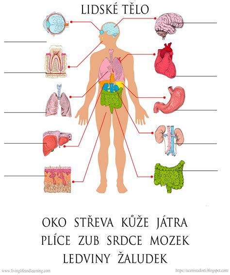 Diagram ľudského tela s vyznačenými citlivými oblasťami pre Barana