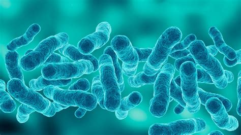 Mikroskopický snímok baktérie Helicobacter pylori