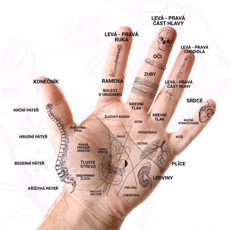 Diagram znázorňujúci hlavné akupresúrne body na tele