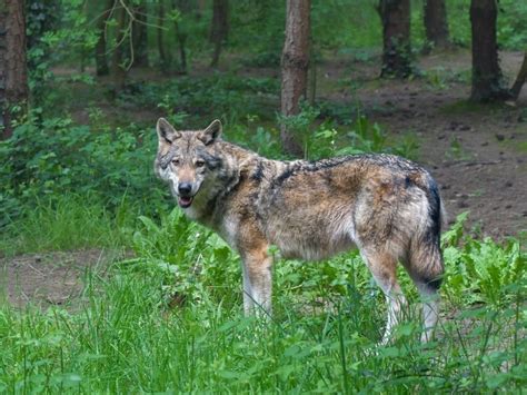 Starogermánska bohyňa s vlkom