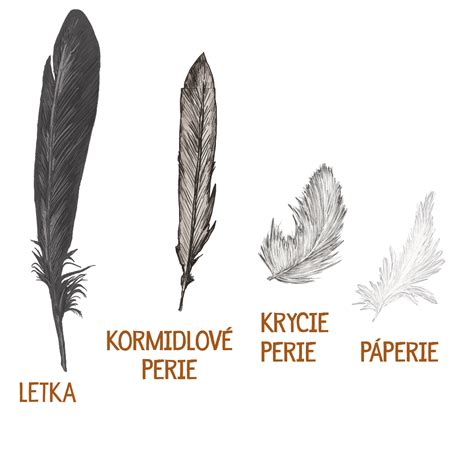 Rôzne druhy peria v prírode