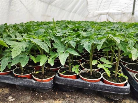 Zeleninové priesady rastúce na parapete