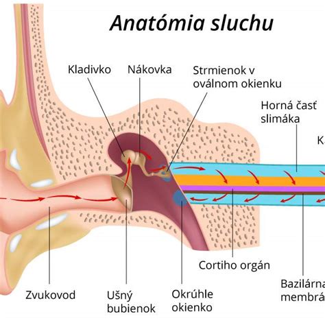 Anatómia ľudského ucha