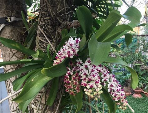 Orchidea v prirodzenom prostredí