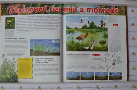 Ilustrácia symbolu kolobeh života