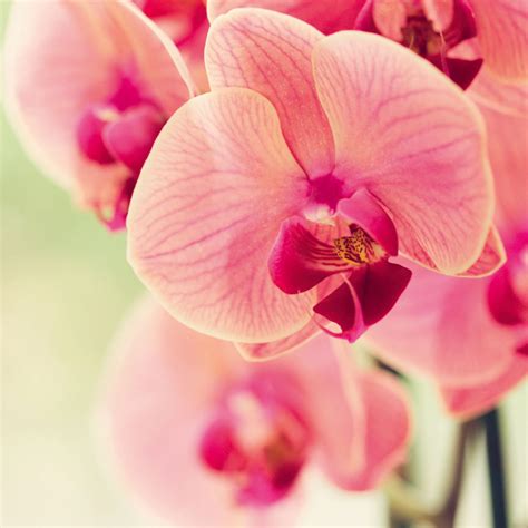 Orchidea s detailnými lupeňmi