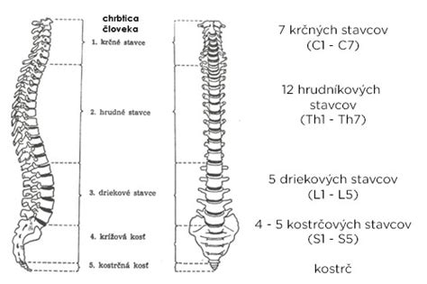 Anatomická stavba dolnej časti chrbtice s vyznačenými stavcami a medzistavcovými platničkami