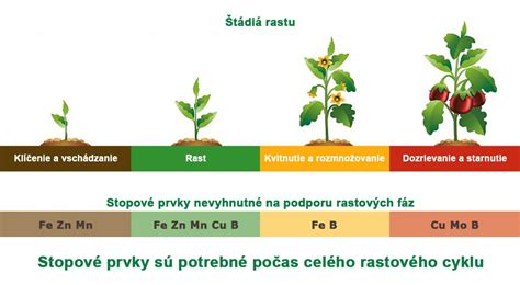 Ilustrácia hnojenia záhonu kompostom