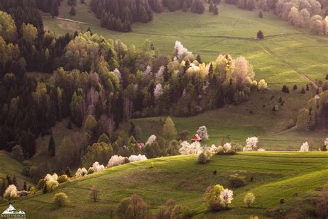 Rozkvitnuté čerešne a jar