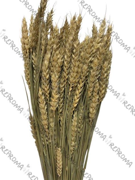 Kukuričné klasy a makové kvety