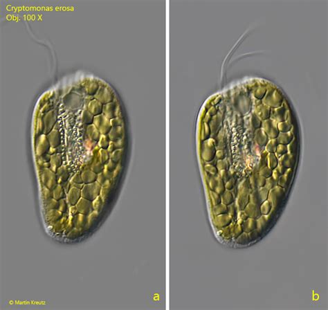 Zobrazenie Afrodity a Erosa