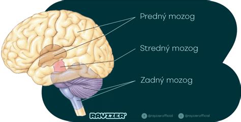 Symbol hornej časti mozgu s pripojenými líniami k inej osobe