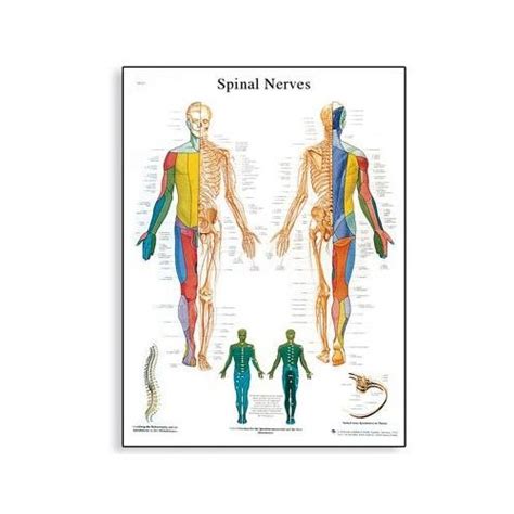 Ilustrácia ľudského nervového systému