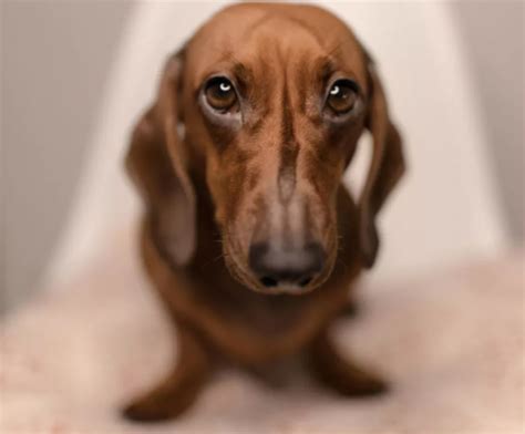 Pes ako symbol vernosti a priateľstva