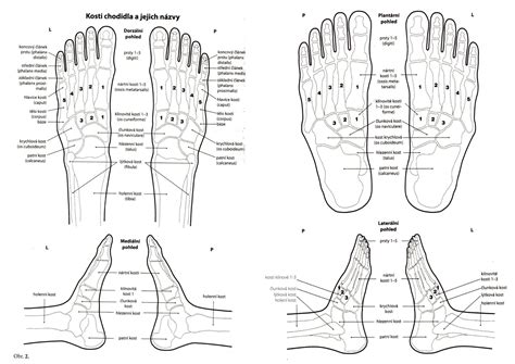Ilustrácia ľudského chodidla s naznačenými nervovými zakončeniami