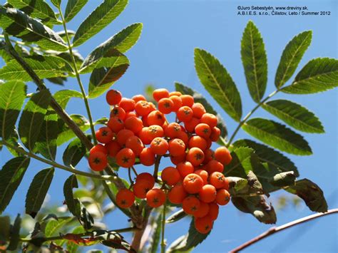 Jarabina vtáčia v prírodnom prostredí