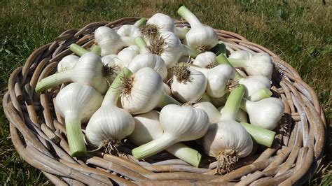 Cesnak kuchynský s rozdeleným strúčikom