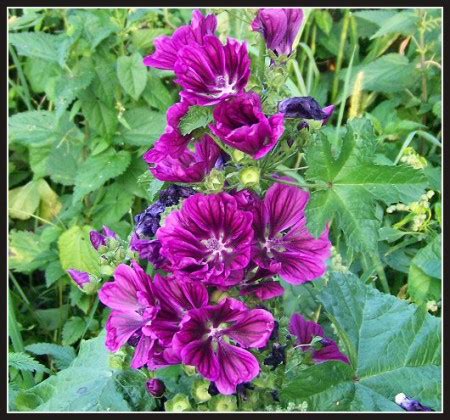 Ibiš lekársky s kvetmi a koreňom