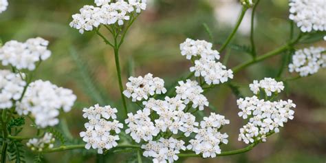 Kvitnúci rebríček obyčajný