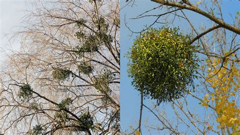 Imelo bielo-zelené rastúce na strome