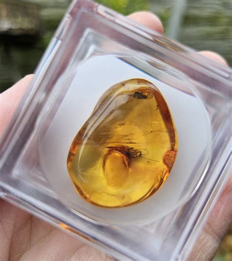 Zlatistý jantár s inklúziami