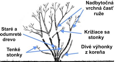 Detailný záber na strihanie konára čínskej ruže