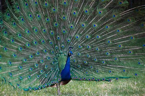 Páv s detailným chvostom