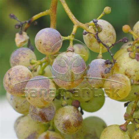 Detail bobúľ viniča Talisman