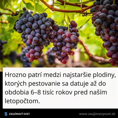 Zrelé hrozno odrody Talisman na viniči