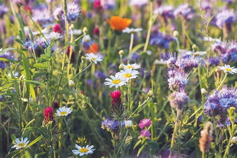 Kvitnúca lúka v máji