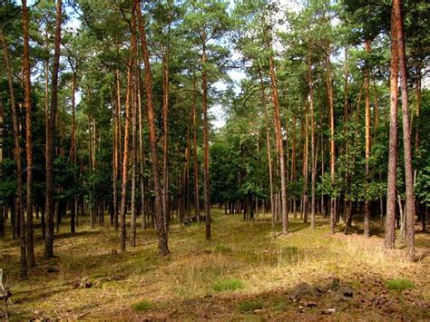 Rozľahlé borovicové lesy na Záhorí