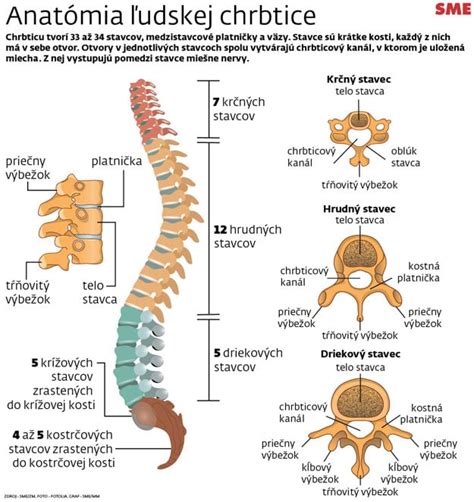Anatomia chrbtice